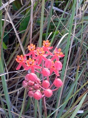 Asclepias lanceolata image