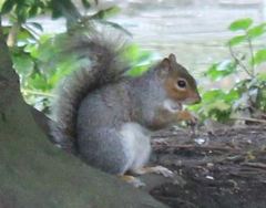 Sciurus carolinensis
