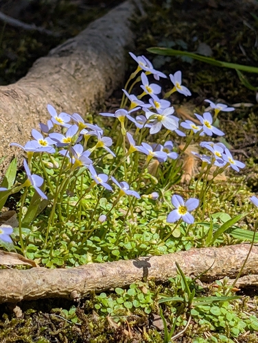 Thyme-leaved Bluet (Houstonia serpyllifolia)