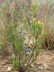 Oedera uniflora