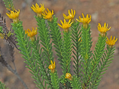 Oedera uniflora