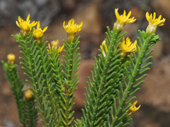Oedera uniflora