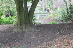 Sciurus carolinensis