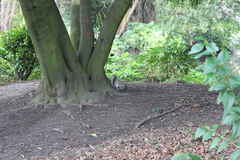 Sciurus carolinensis