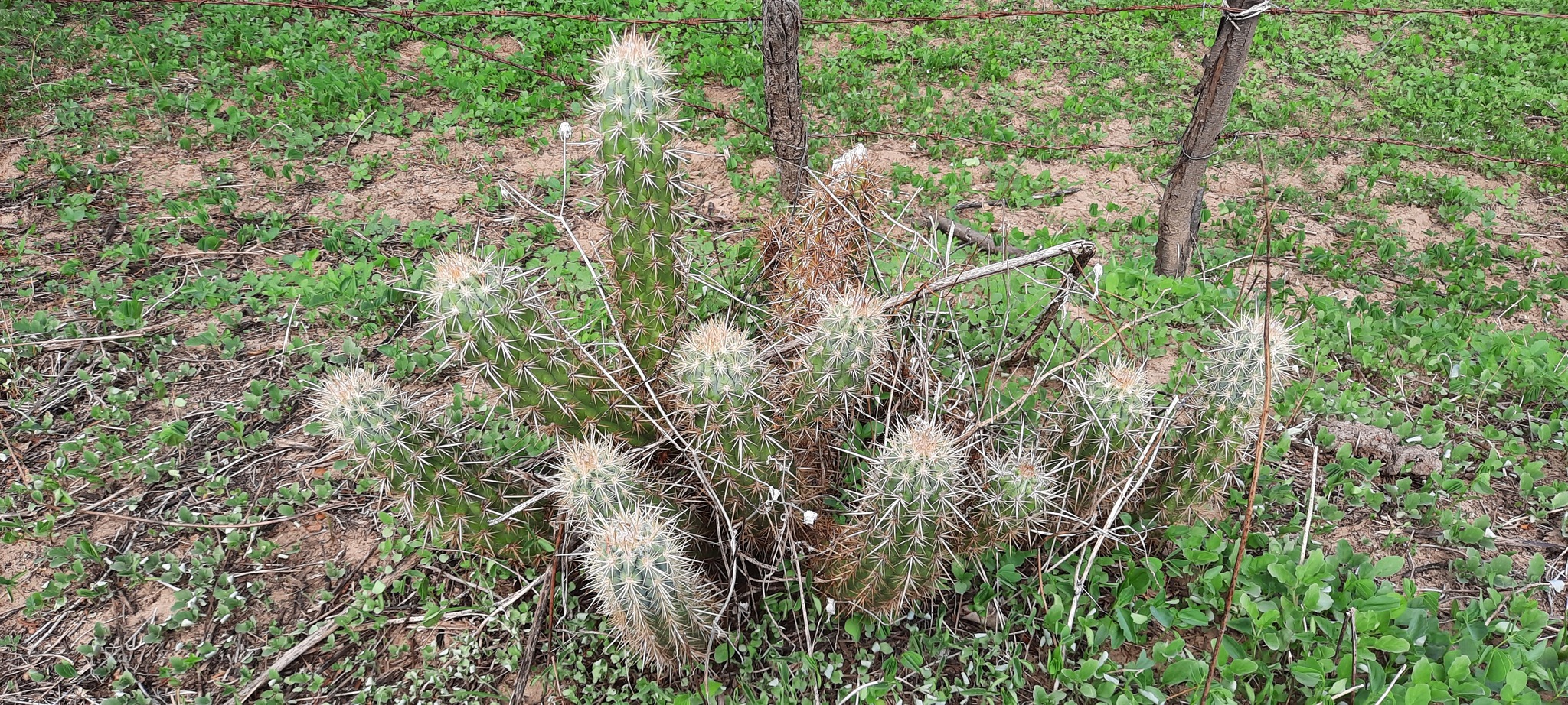 Xiquexique gounellei