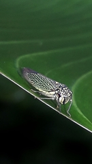 Macugonalia cavifrons