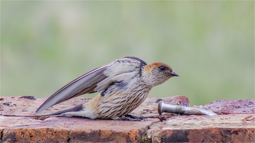 Greater Striped Swallow
