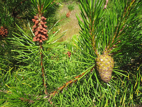 lodgepole pine cone