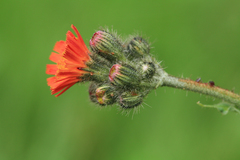 Pilosella aurantiaca