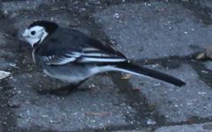Motacilla alba yarrellii