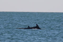 Tursiops truncatus ponticus