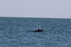 Tursiops truncatus ponticus