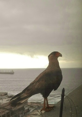 Caracara plancus