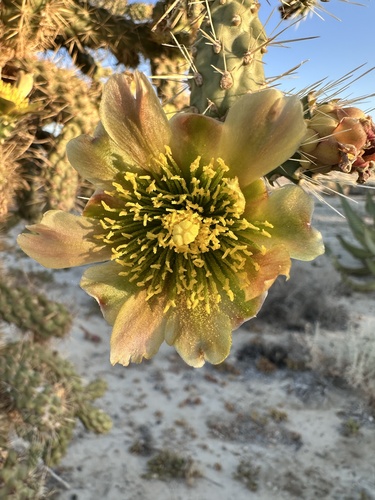 Cylindropuntia munzii