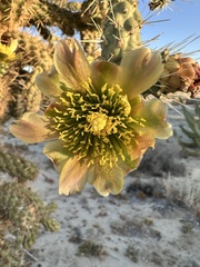 Cylindropuntia munzii