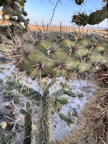Cylindropuntia munzii, photograph 2