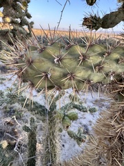 Cylindropuntia munzii, photograph author not stated, no rights reserved
