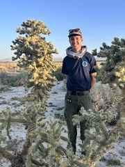 Cylindropuntia munzii, photograph author not stated, no rights reserved