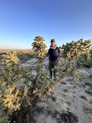Cylindropuntia munzii, photograph author not stated, no rights reserved