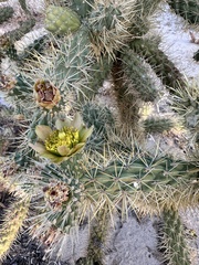Cylindropuntia munzii, photograph author not stated, no rights reserved