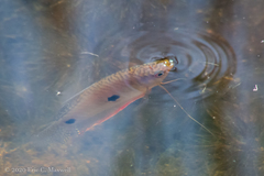 Trichopodus trichopterus