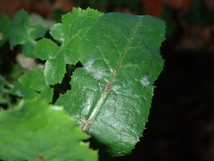 Golovinomyces sonchicola