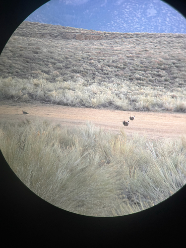 Sage Grouse (Centrocercus urophasianus), photo 2