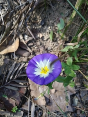 Convolvulus tricolor