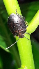 Antiteuchus tripterus