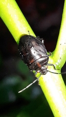 Antiteuchus tripterus