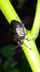 Antiteuchus tripterus