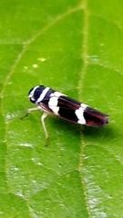 Macugonalia leucomelas