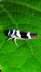 Macugonalia leucomelas