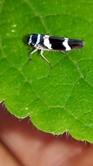 Macugonalia leucomelas