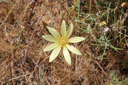 Mutisia rosea