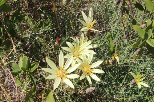 Mutisia rosea, photograph 1