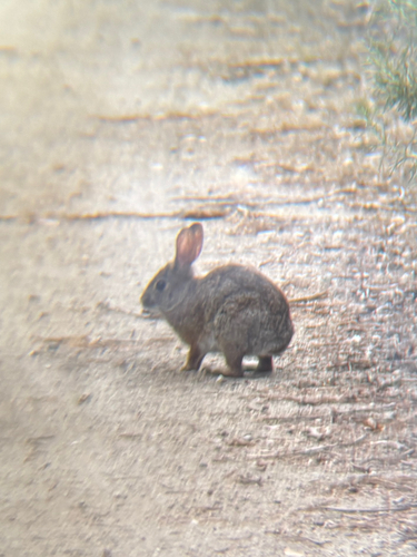 iNaturalist observation photo of Brush Rabbit
