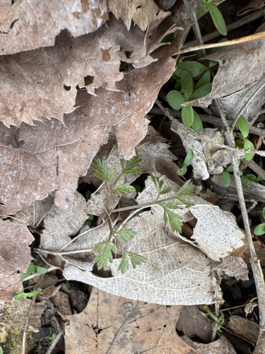 hairy sweet cicely (Osmorhiza claytonii)