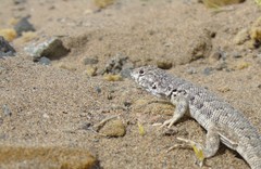 Liolaemus nigromaculatus