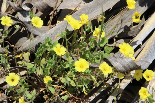 dwarf woodsorrel (Oxalis laxa)