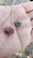 Paratectonatica tigrina