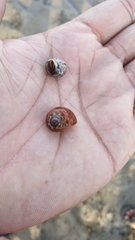 Paratectonatica tigrina