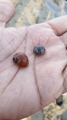 Paratectonatica tigrina