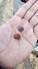 Paratectonatica tigrina