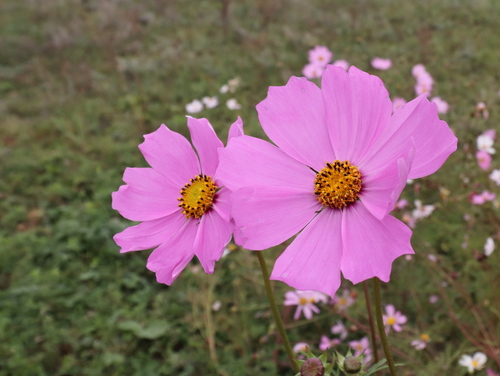 Cosmos bipinnatus
