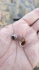 Paratectonatica tigrina