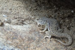 Liolaemus nigromaculatus