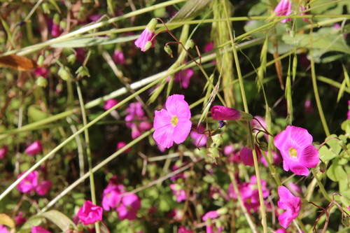 annual pink-sorrel (Oxalis rosea)