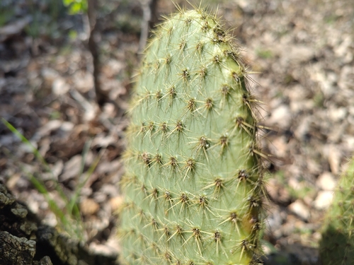 Opuntia scheeri, photograph 4