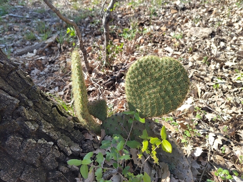 Opuntia scheeri, photograph 5